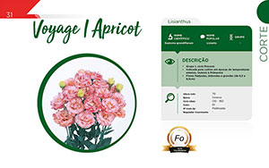 Voyage I Apricot - Corte