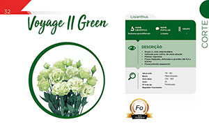 Voyage II Green - Corte