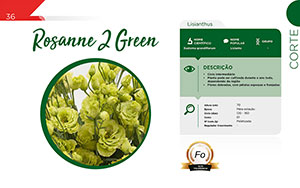 Rosanne 2 Green - Corte