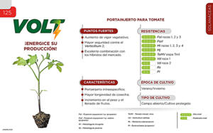 Volt - Solanáceas