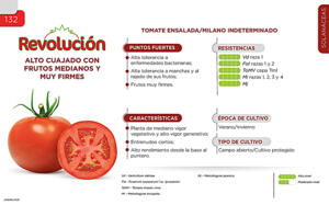 Revolución - Solanáceas