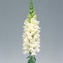 Yvory White
