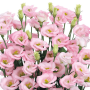 Ligth Pink