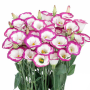 Rose Picotee