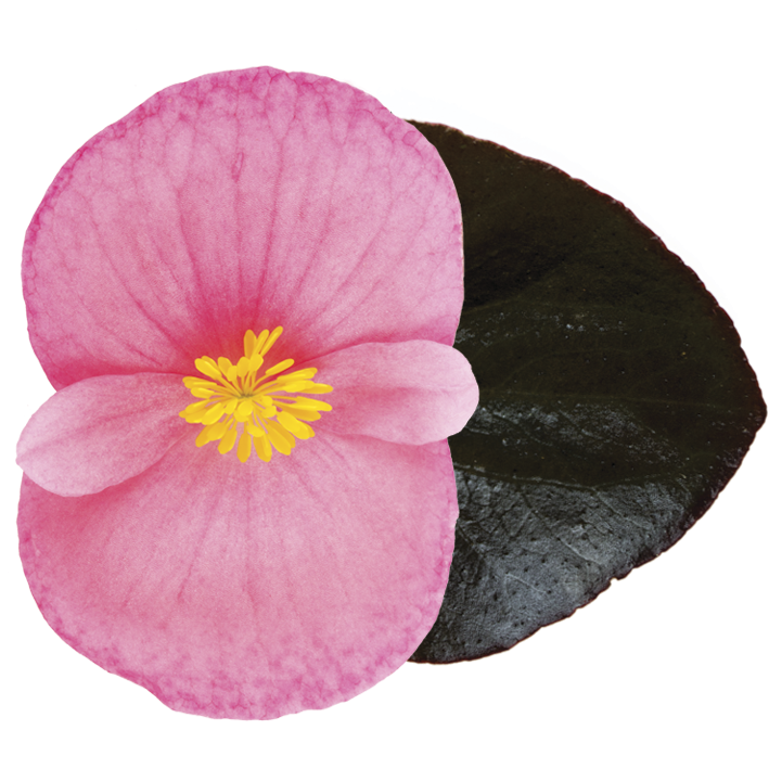 Sakata Seed Sudamerica - Flores | Begonia Viking