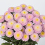 Shell Pink