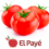 Obtenga longevidad de cosecha y productividad con el nuevo tomate El Payé