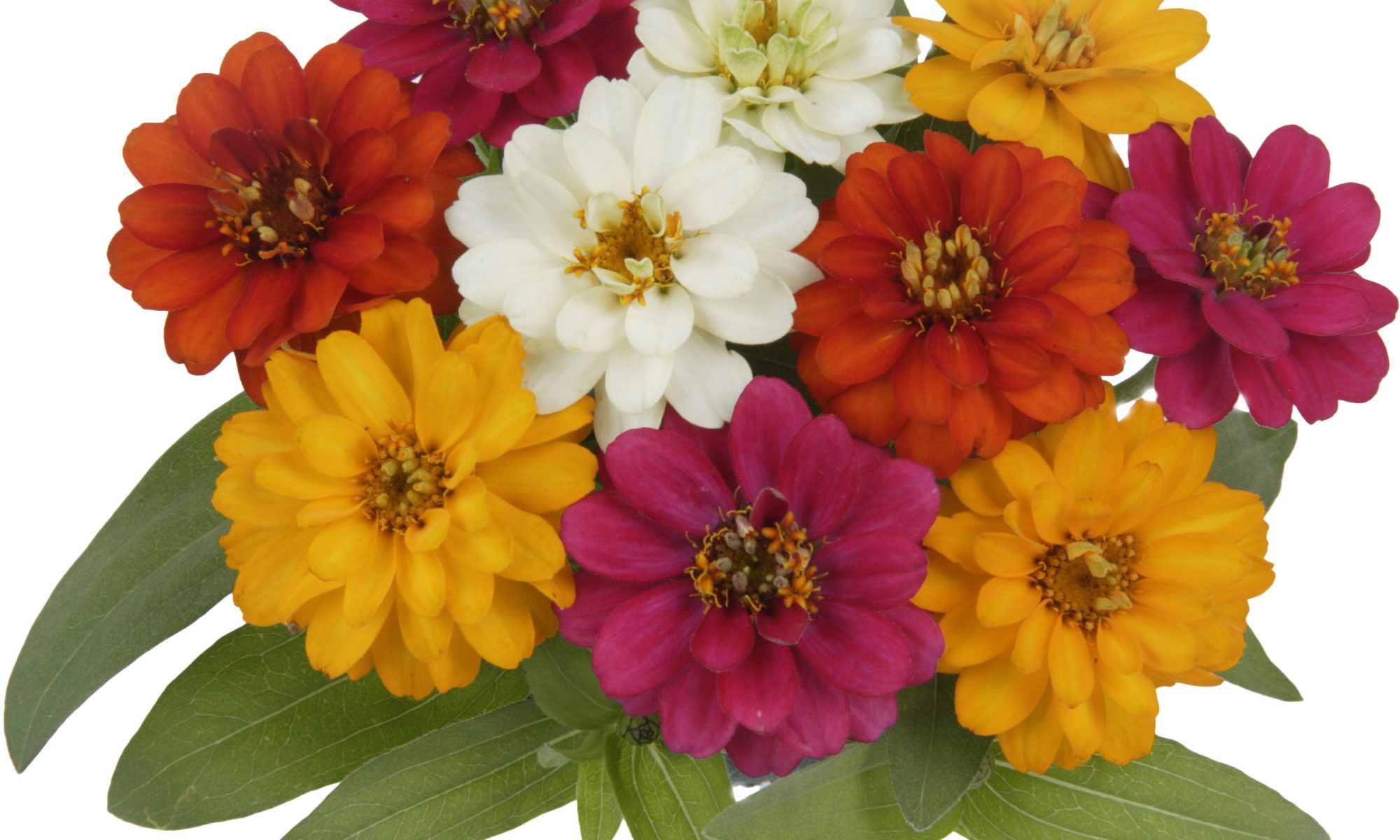 Conheça a Zinnia, uma ótima opção de flor para paisagismo – Sakata – BR