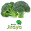 Lançamento: brócolis Jiraya é ideal para cultivo em regiões quentes e secas