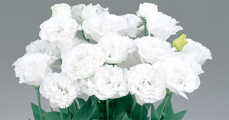 Lisianthus Maria Snow é mais um lançamento da Sakata!