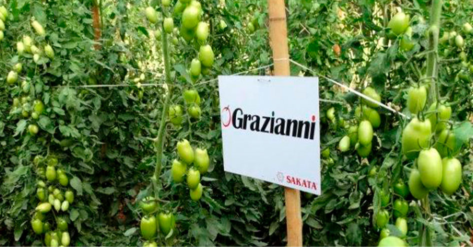 TOMATE GRAZIANNI é a melhor opção quando se trata de potencial produtivo, com alta qualidade e atratividade dos frutos.