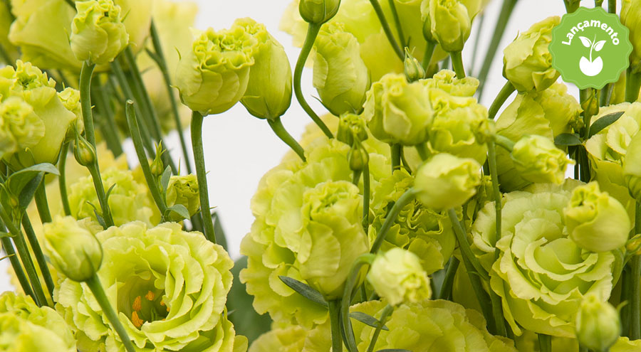 Lisianthus Rosanne 2 Green - Ótima durabilidade pós-colheita