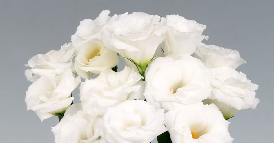 Lisianthus Robella 2 Pure White - Mais uma novidade da Sakata