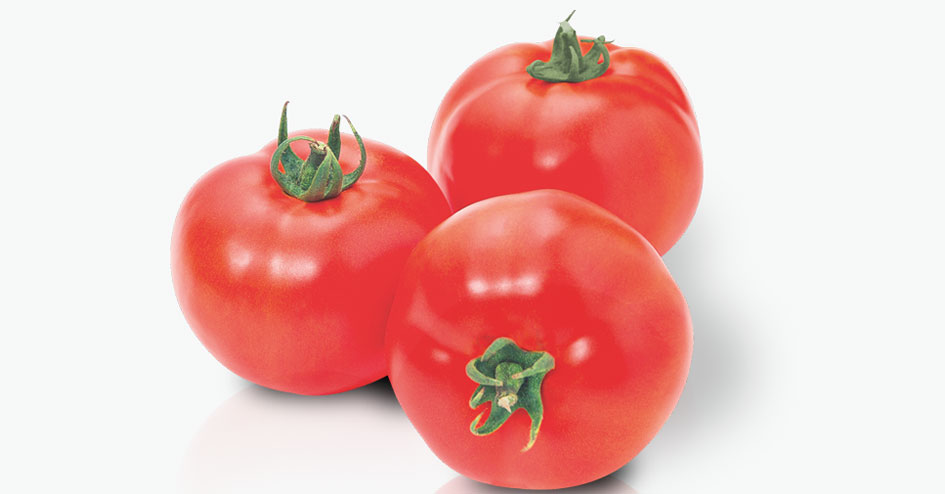 Tomate Santy - A maior produtividade de frutos AA do segmento