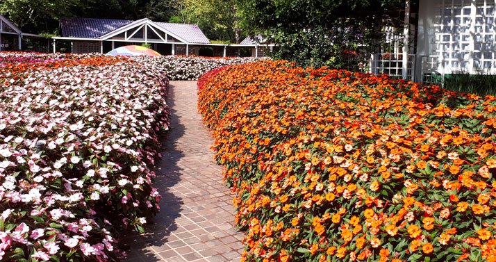 SunPatiens