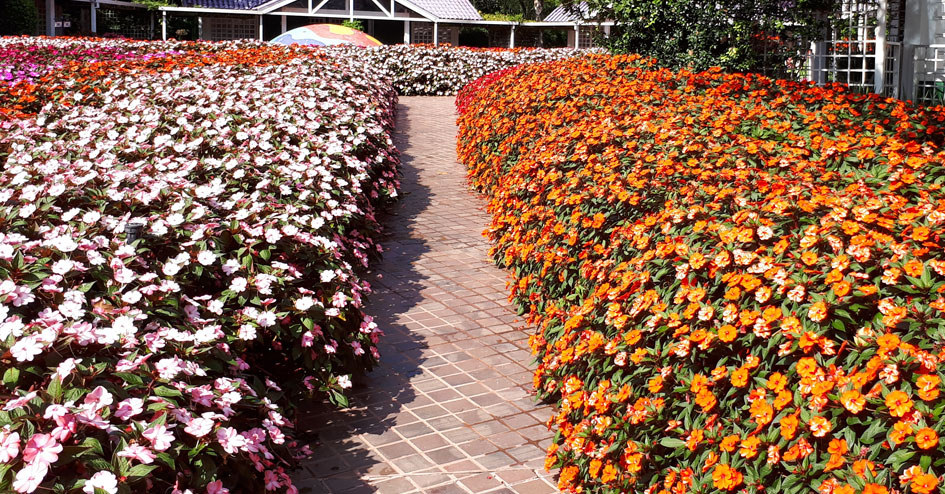 SUNPATIENS