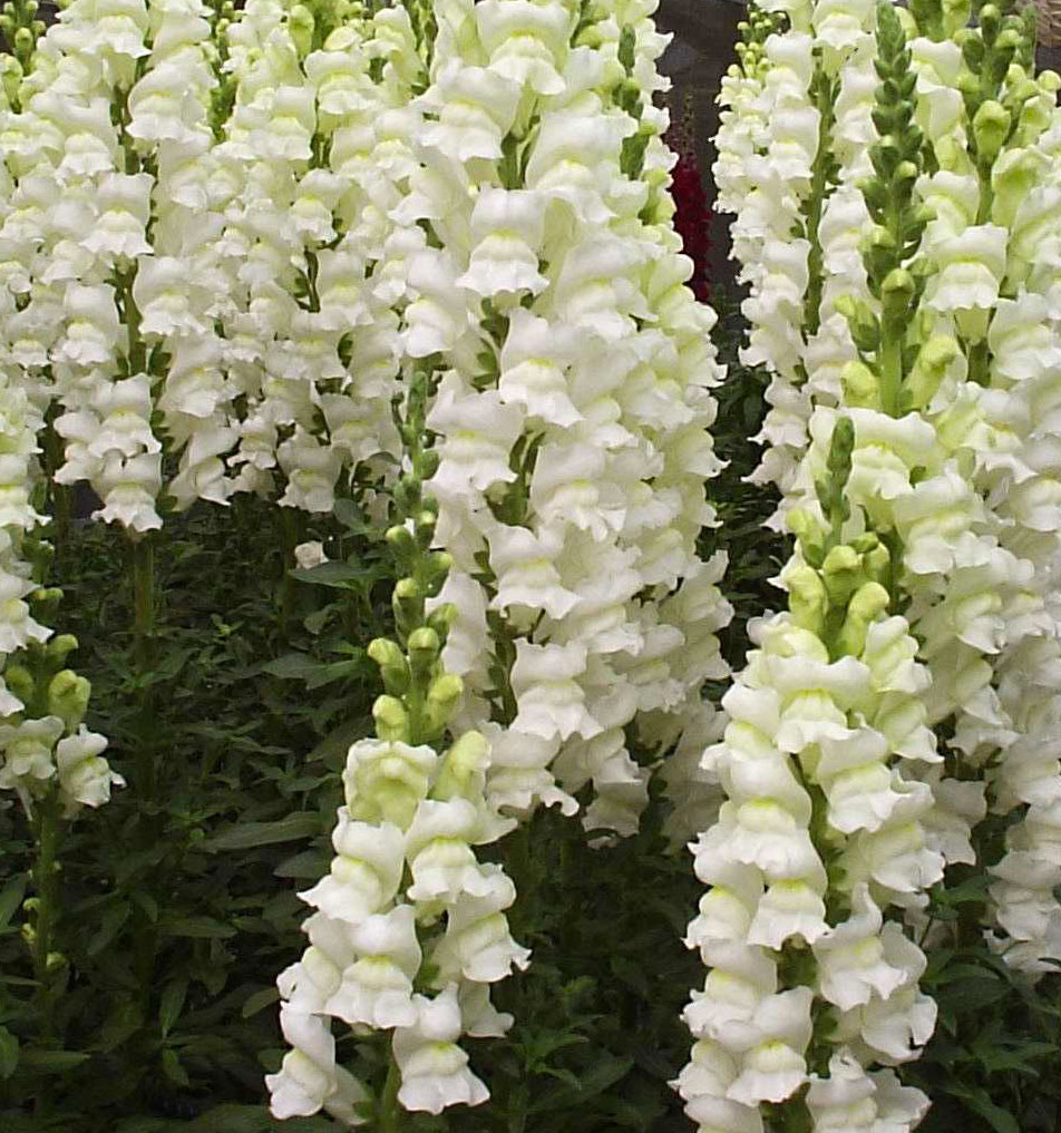 Antirrhinum Calima - Excelente performance